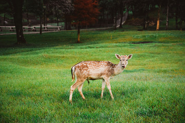 Bambi 