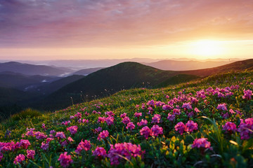 Bright pink and green meadow. Majestic Carpathian mountains. Beautiful landscape. Breathtaking view