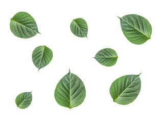 group of fresh front  side of green herbal leaves on white background