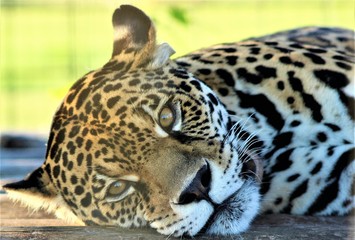 Beautiful female jaguar resting