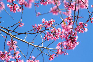 Wild Himalayan Cherry flowers or Sakura across blue sky