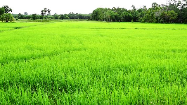 Green young rice field texture with  Green rice plants,4K footage