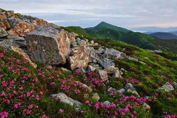Many of rocks. Majestic Carpathian mountains. Beautiful landscape. Breathtaking view