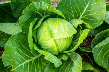 Obraz premium Green cabbage head in the garden
