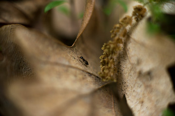 Closeup of a small ant crawling on a dried leaf