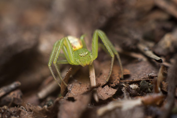 Micrommata virescens, green huntsman spider in the garden soil.