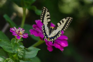 Butterfly with open wings perched on a flower in the garden. Closeup nature summer view with blurred background. Natural landscape, ecology concept.