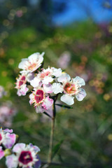 Pink waxflowers (Chamelaucium) growing on a shrub