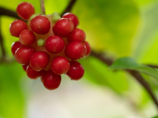 真っ赤なサネカズラの実