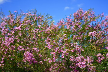 Pink waxflowers (Chamelaucium) growing on a shrub