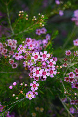 Pink waxflowers (Chamelaucium) growing on a shrub