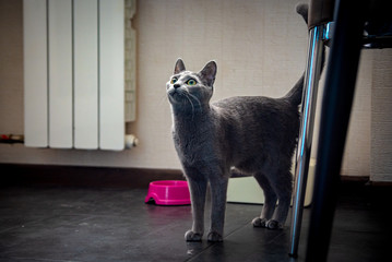 Cat begging for food in the kitchen