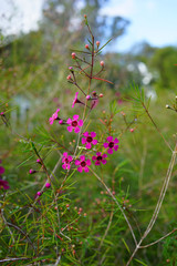 Pink waxflowers (Chamelaucium) growing on a shrub