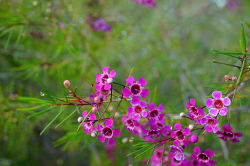 Pink waxflowers (Chamelaucium) growing on a shrub