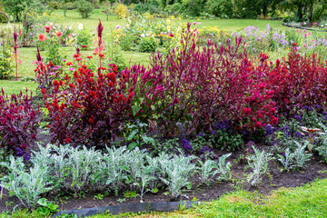 Luxuriously blooming astilba in a beautiful garden