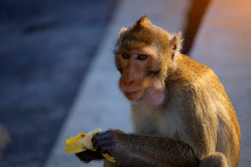 The image of a monkey sitting on a banana eating fruit