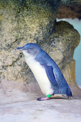 View of a little penguin (eudyptula minor) in Perth, Western Australia