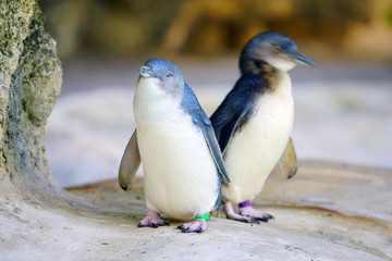 View of a little penguin (eudyptula minor) in Perth, Western Australia