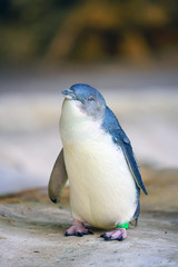 View of a little penguin (eudyptula minor) in Perth, Western Australia © eqroy