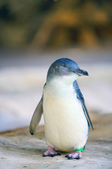View of a little penguin (eudyptula minor) in Perth, Western Australia © eqroy
