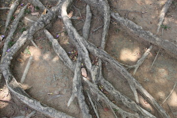 roots of an old tree