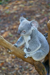 A koala on a eucalyptus gum tree in Australia