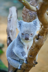 A koala on a eucalyptus gum tree in Australia