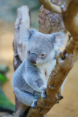 A koala on a eucalyptus gum tree in Australia