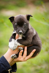 A female veterinarian helps a stray dog. Help for homeless animals.