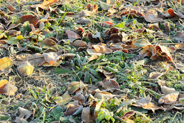 yellow leaves in the garden covered with frost