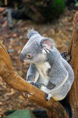 A koala on a eucalyptus gum tree in Australia