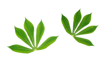 Cassava green leaves nature on white background