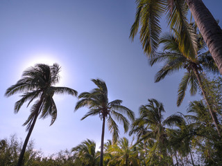 Fototapeta na wymiar Palmier île de la Réunion