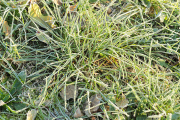 frost on the green grass in the early morning
