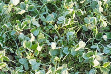 frost on the green grass in the early morning