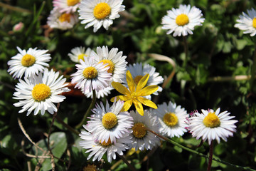 Obraz premium Fiore giallo solitario tra le margherite bianche