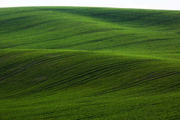 Green agricultural fields of Moravia at daytime. Nice weather