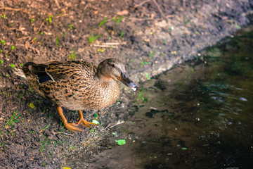 Duck drinking water by the lake