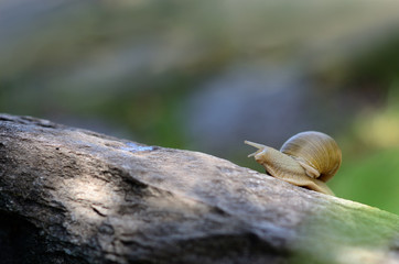 Garden snail crawling on the stone