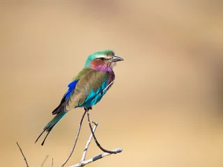 Fototapeten Lila Lilac breasted roller bird on a branch  © David