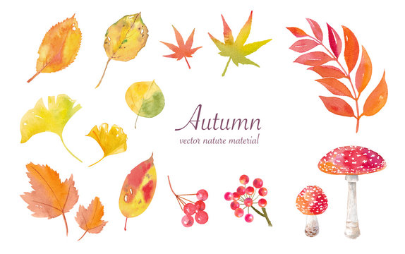 秋の自然素材水彩イラスト、トレースベクター（ナナカマド、ベニテングダケ、紅葉）