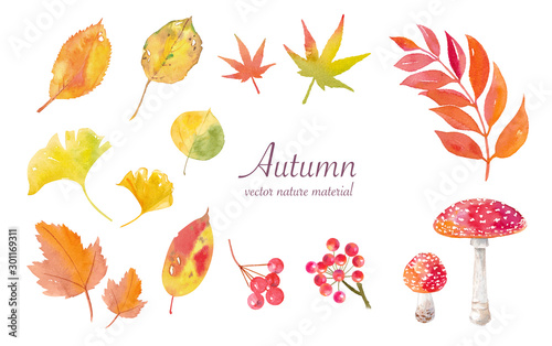 秋の自然素材水彩イラスト トレースベクター ナナカマド ベニテングダケ 紅葉 Wall Mural Keiko Takamatsu