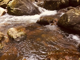 stream in forest