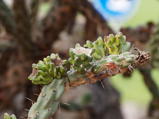 Cylindrical stem with buds of Whipple cholla or Cylindropuntia whipplei