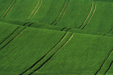 Green agricultural fields of Moravia at daytime. Nice weather