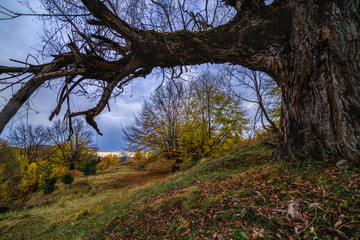 Fototapeta premium Beautiful Autumn Landscape on a November Day.