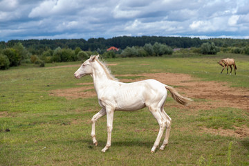 Obraz na płótnie Canvas Playfull Akhal-teke foal in the meadow