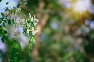 green leaves of a tree in spring