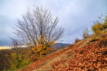 Fototapeta premium Beautiful Autumn Landscape on a November Day.