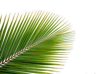 Fototapeta premium Beautiful green coconut leaf isolated on white background